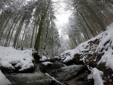 Karlı güzel kış ormanı