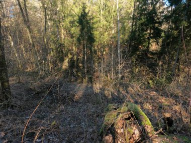 Dağlardaki güzel orman