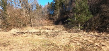 Kırsal kesimde güzel bir orman manzarası.