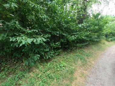 Ağaçları ve yaprakları olan yeşil orman