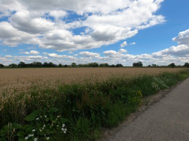 Buğday tarlası ve mavi gökyüzü olan güzel bir manzara.