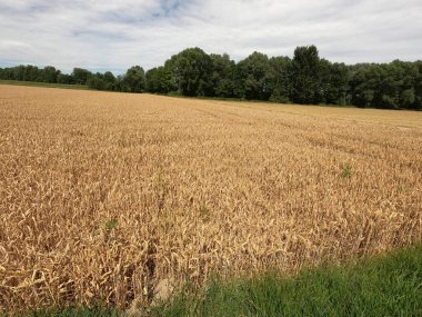 Yeşil buğday tarlası ve mavi gökyüzü