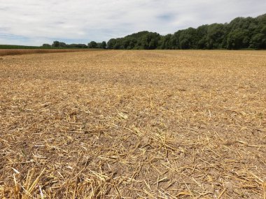 Bulutlu bir yaz gününde tarlada buğday tarlaları