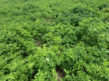 Evin arka planında yeşil yapraklar