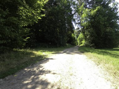 Ağaçlar ve yeşil otlarla dolu güzel bir yaz manzarası