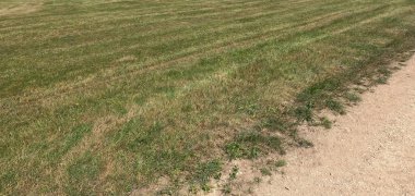 Büyük bir buğday hasadı olan yeşil tarla