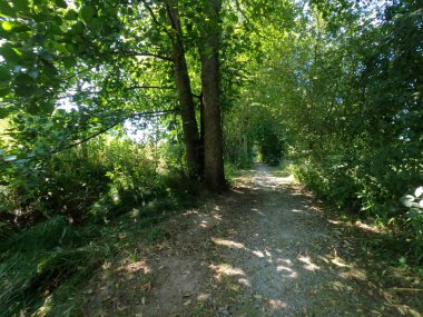 Parktaki yeşil orman