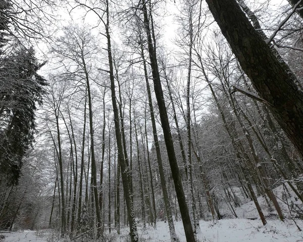 Forêt Hiver Avec Arbres Enneigés — Photo