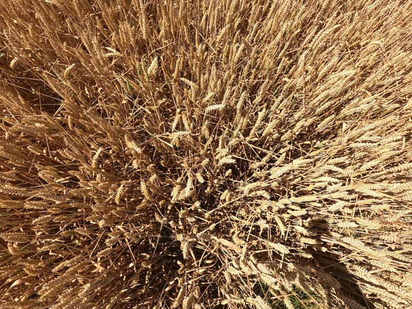 Текстура Сухой Травы Фон — стоковое фото