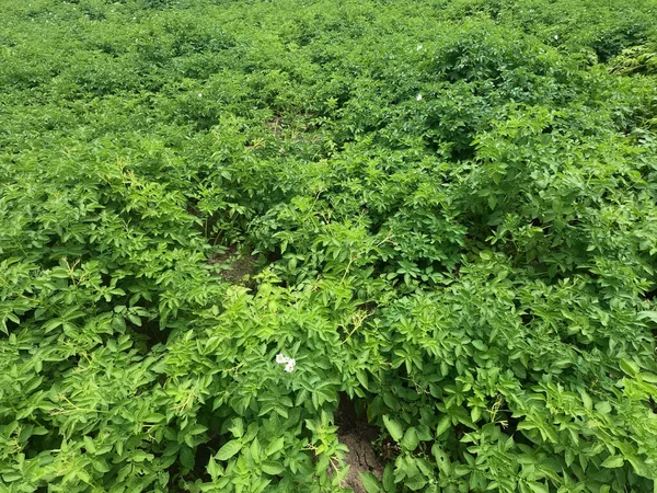 Evin arka planında yeşil yapraklar