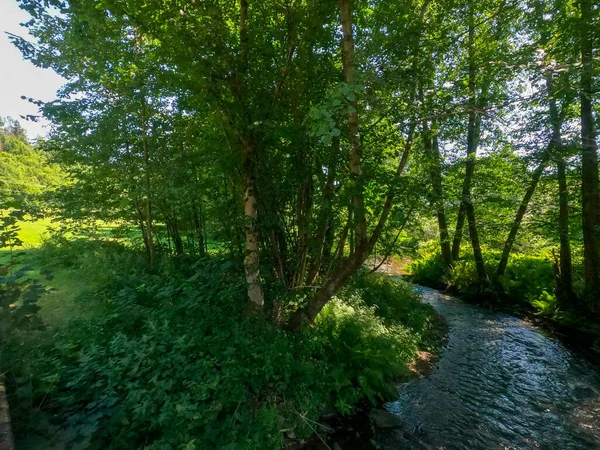 Красивый Пейзаж Деревьями Зелеными Листьями — стоковое фото