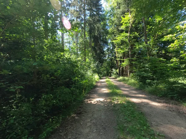 Straße Wald — Stockfoto