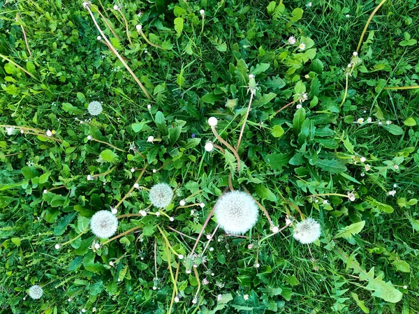 Hierba Verde Una Pelota Césped — Foto de Stock