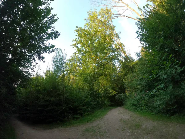 Bela Paisagem Com Uma Árvore Floresta — Fotografia de Stock