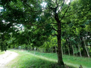 Parktaki yeşil ağaçlar