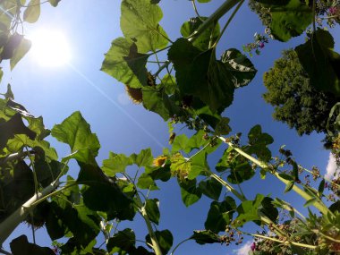 Ağaçtaki yeşil üzümler