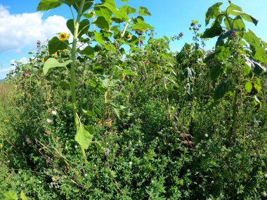 Bahçedeki yeşil elma ağacı
