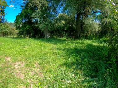 Parkta yeşil çimenler