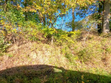 Ormanın güzel manzarası