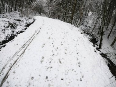 Ormanda karla kaplı yol