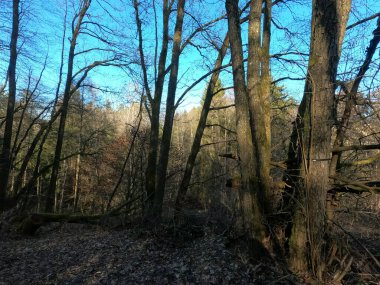 Ağaçlar ve ormanlarla dolu güzel bir manzara.