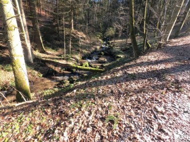 Ormanda nehri olan güzel bir manzara.