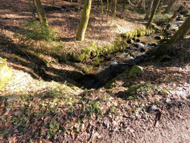 Ormanın güzel manzarası