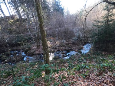 Kırsal kesimde güzel bir orman manzarası.