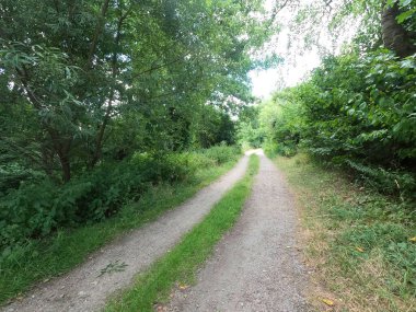 Ormandaki yol, yeşil çimenler, ağaçlar ve bir yaz gününde toprak..
