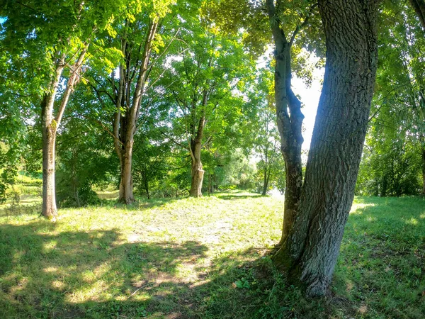 Arbres Verts Dans Parc — Photo