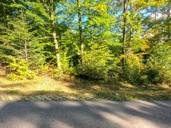 Beautiful Autumn Forest Trees Green Leaves — Stock Photo, Image