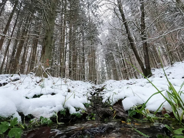 Beau Paysage Avec Des Arbres Enneigés — Photo