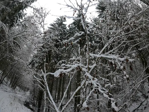 Paysage Hivernal Avec Arbres Enneigés — Photo