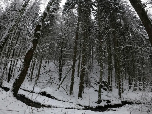 Winterwald Schnee — Stockfoto