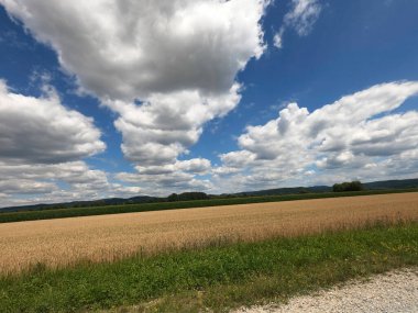 Buğday tarlası olan güzel bir manzara.