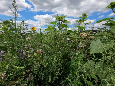 Güzel botanik fotoğrafı, doğal duvar kağıdı.