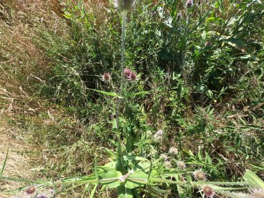 yeşil yapraklar, bitki örtüsü ve doğa