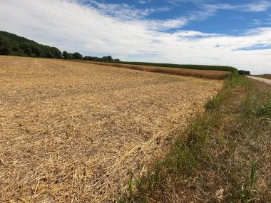 Kırsalda buğday tarlası