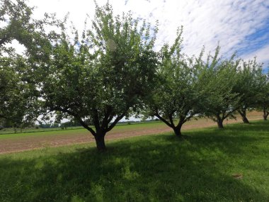 Yaprakları ve çiçekleri olan yeşil ağaçlar