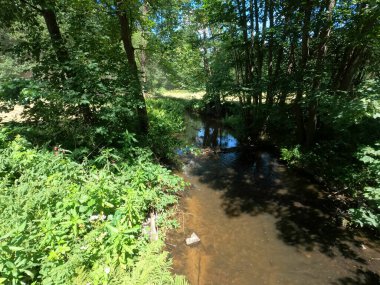 Ormandaki nehrin güzel manzarası