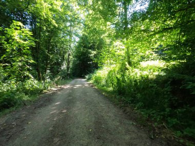 Ormandaki yeşil orman yolu.