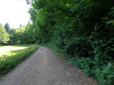 Ormanda yol