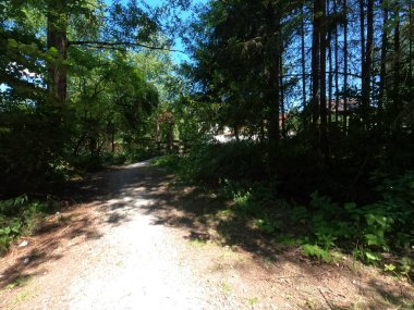 Ormanın güzel manzarası