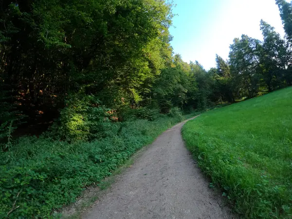 Piękny Krajobraz Ścieżką Lesie — Zdjęcie stockowe