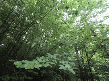 Parktaki yeşil orman