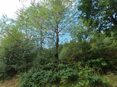 Ormanda yeşil ağaçlar