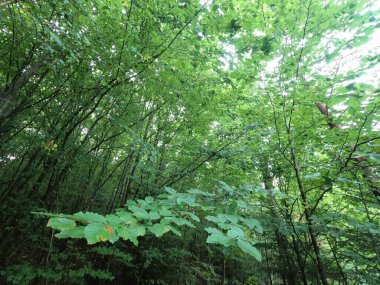 Parktaki yeşil orman