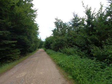 Ormanda yol