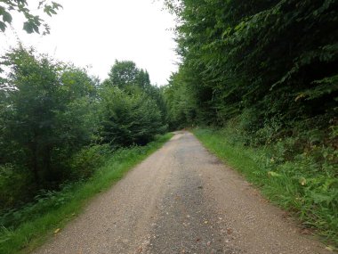 Ormanda yol