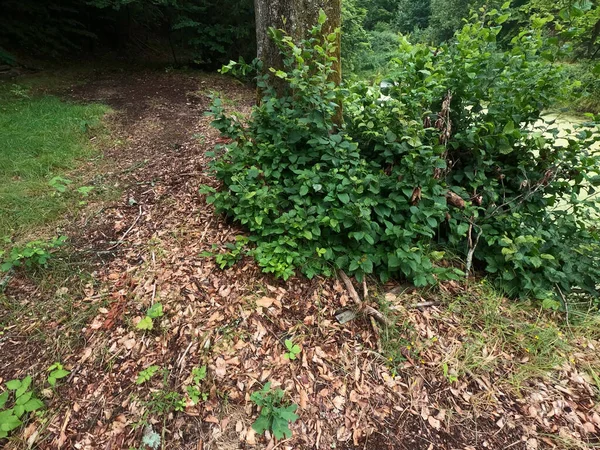 Grön Skog Fjällen — Stockfoto